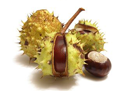 Castagne ippocastano